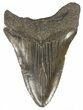 Fossil Megalodon Tooth - South Carolina #48194-1